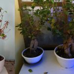 Resuscitare un bonsai: come recuperare un esemplare ormai morto