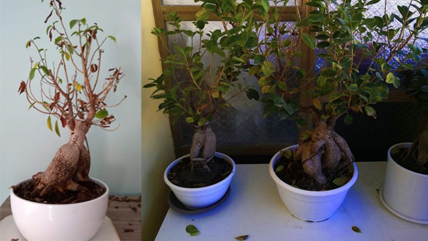 Come fare un bonsai artificiale - Fare Bonsai - Il bonsai artificiale