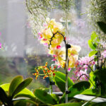 Come far rifiorire le orchidee