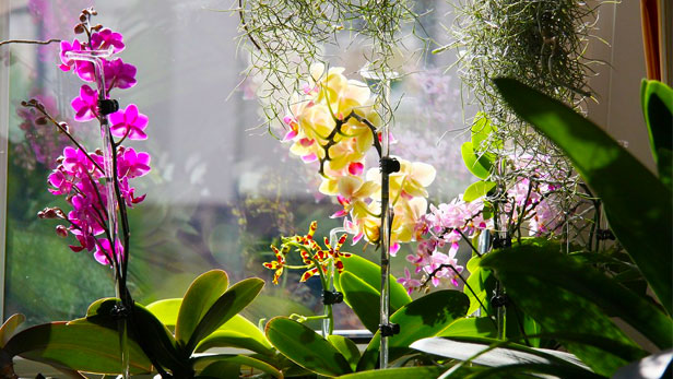 Come far rifiorire le orchidee