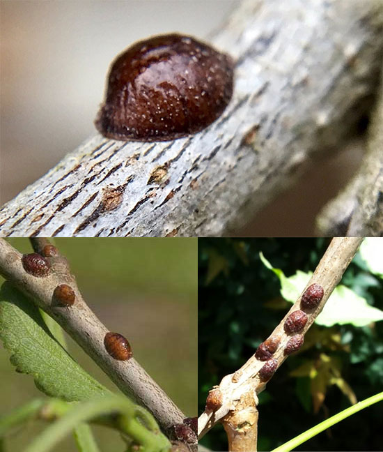 Cocciniglia a Scudetto Bruna